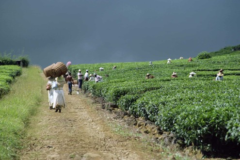 Mauritius Puts Sustainable Development At The Forefront For 2020 2024   2020 02 18 Image Mauri 